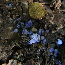 Attēlu rezultāti vaicājumam “Syntrichia papillosa”