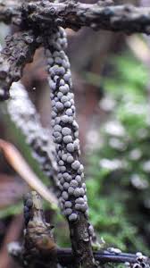 Attēlu rezultāti vaicājumam “Diderma radiatum spores”