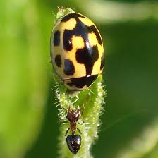 Attēlu rezultāti vaicājumam “Propylea quatuordecimpunctata”