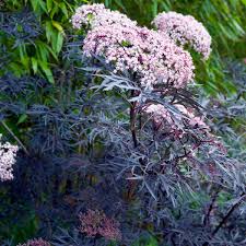 Attēlu rezultāti vaicājumam “Sambucus nigra flower”