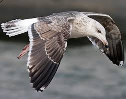 Attēlu rezultāti vaicājumam “Larus marinus adult”