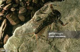 Attēlu rezultāti vaicājumam “Ephemera sp.”