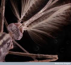 Attēlu rezultāti vaicājumam “Symphytocarpus impexus plasmodium”