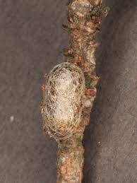 Attēlu rezultāti vaicājumam “Diprionidae cocoon”