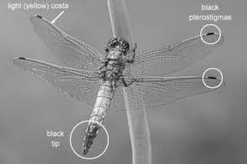 Attēlu rezultāti vaicājumam “Orthetrum cancellatum male”