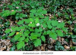 Attēlu rezultāti vaicājumam “Actaea spicata”