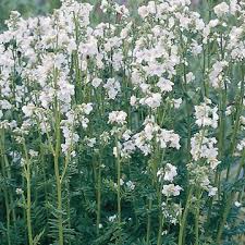 Image result for Polemonium coeruleum album