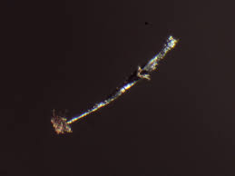 Attēlu rezultāti vaicājumam “Stemonaria irregularis stalked”