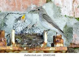 Attēlu rezultāti vaicājumam “Muscicapa striata nest”