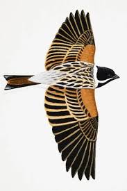 Attēlu rezultāti vaicājumam “Emberiza schoeniclus male”