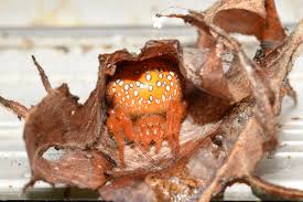 Attēlu rezultāti vaicājumam “Aranei exuvia”