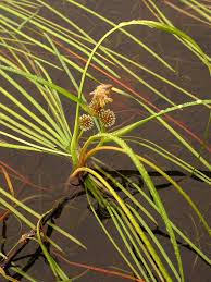 Attēlu rezultāti vaicājumam “Sparganium minimum leaf”