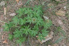 Attēlu rezultāti vaicājumam “Pulsatilla patens”