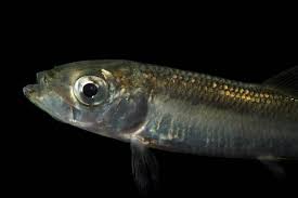 Image result for Clupea pallasii