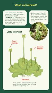 Attēlu rezultāti vaicājumam “Isothecium myosuroides sporophyte”