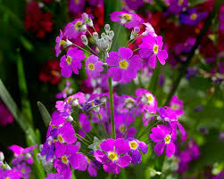 Image result for Primula malacoides