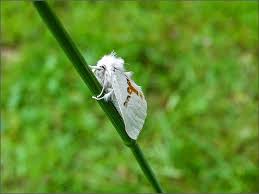 Attēlu rezultāti vaicājumam “Leucodonta bicoloria imago”