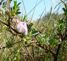 Attēlu rezultāti vaicājumam “Ononis arvensis flower”