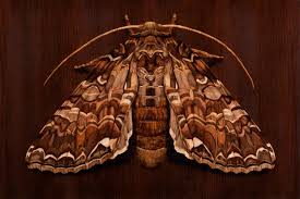 Attēlu rezultāti vaicājumam “Ceramica pisi”