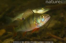 Attēlu rezultāti vaicājumam “Perca fluviatilis”