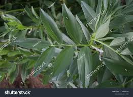 Attēlu rezultāti vaicājumam “Vicia faba leaf”