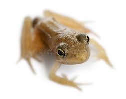 Attēlu rezultāti vaicājumam “Rana temporaria adult”