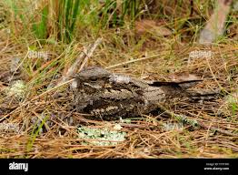 Attēlu rezultāti vaicājumam “Caprimulgus europaeus nest”