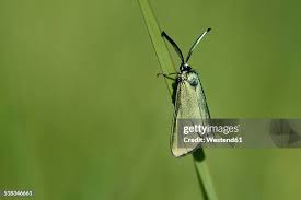 Attēlu rezultāti vaicājumam “Adscita statices”