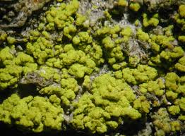 Attēlu rezultāti vaicājumam “Chaenotheca chrysocephala”