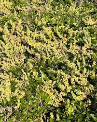 Attēlu rezultāti vaicājumam “Danthonia decumbens fruit”