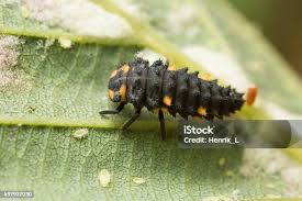 Attēlu rezultāti vaicājumam “Coccinella septempunctata larva”