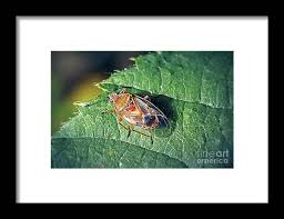 Attēlu rezultāti vaicājumam “Kleidocerys resedae”