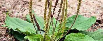 Attēlu rezultāti vaicājumam “Plantago uniflora leaf”