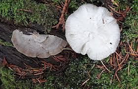 Attēlu rezultāti vaicājumam “Skeletocutis brevispora”