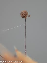 Attēlu rezultāti vaicājumam “Comatricha nigra stalked”