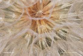 Attēlu rezultāti vaicājumam “Didymium xanthopus stalked”