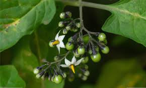 Attēlu rezultāti vaicājumam “Solanum nigrum flower”