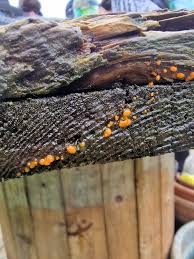 Attēlu rezultāti vaicājumam “Leocarpus fragilis stalked”