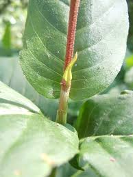 Attēlu rezultāti vaicājumam “Polygonum amphibium leaf”