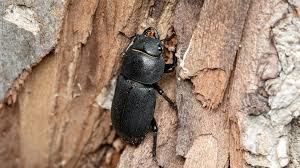 Attēlu rezultāti vaicājumam “Dorcus parallelopipedus”