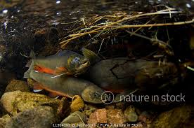 Image result for Salvelinus alpinus