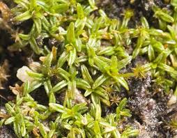 Attēlu rezultāti vaicājumam “Aloina rigida sporophyte”