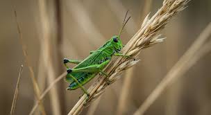 Attēlu rezultāti vaicājumam “Acrididae”