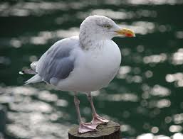 Attēlu rezultāti vaicājumam “Larus minutus adult”