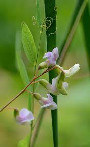 Attēlu rezultāti vaicājumam “Lathyrus palustris flower”
