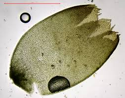 Attēlu rezultāti vaicājumam “Gymnocolea inflata”