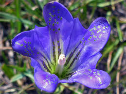 Attēlu rezultāti vaicājumam “Gentiana pneumonanthe flower”
