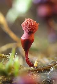 Attēlu rezultāti vaicājumam “Dianema depressum macro”