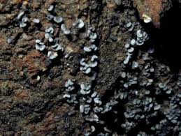 Attēlu rezultāti vaicājumam “Physarum oblatum”