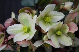 Attēlu rezultāti vaicājumam “Helleborus niger flower”